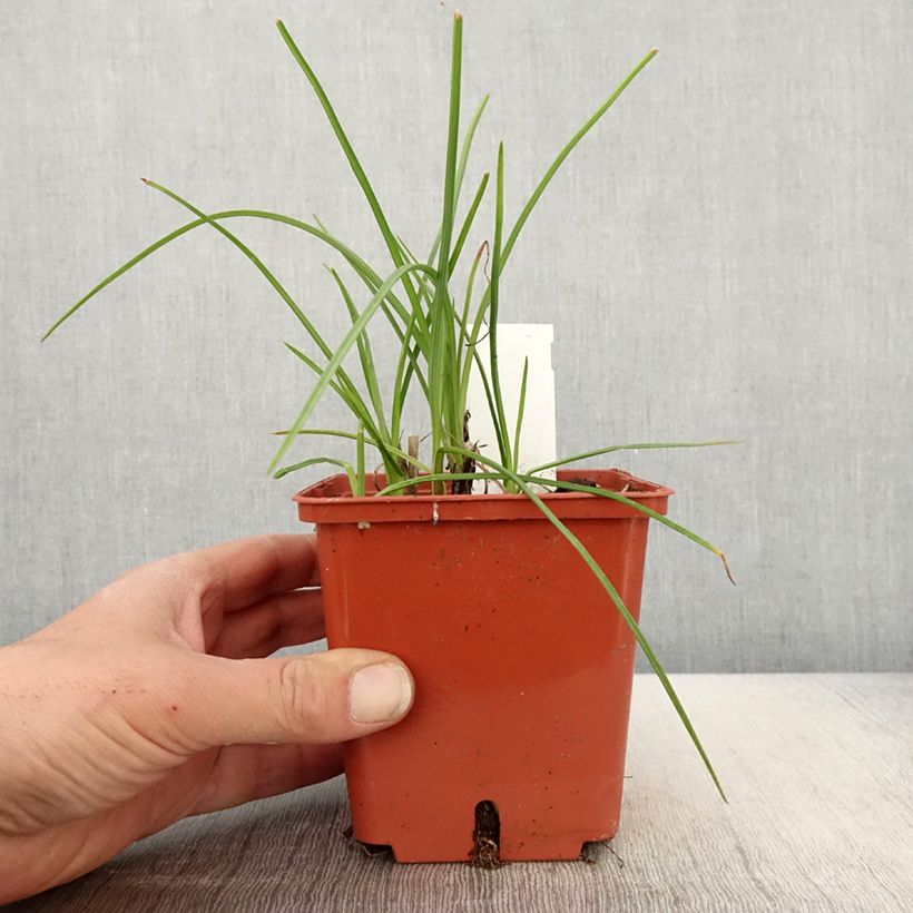 Example of Kniphofia Mango Popsicle - Giglio della torcia Vaso da 1L/1,5L as you get in printemps