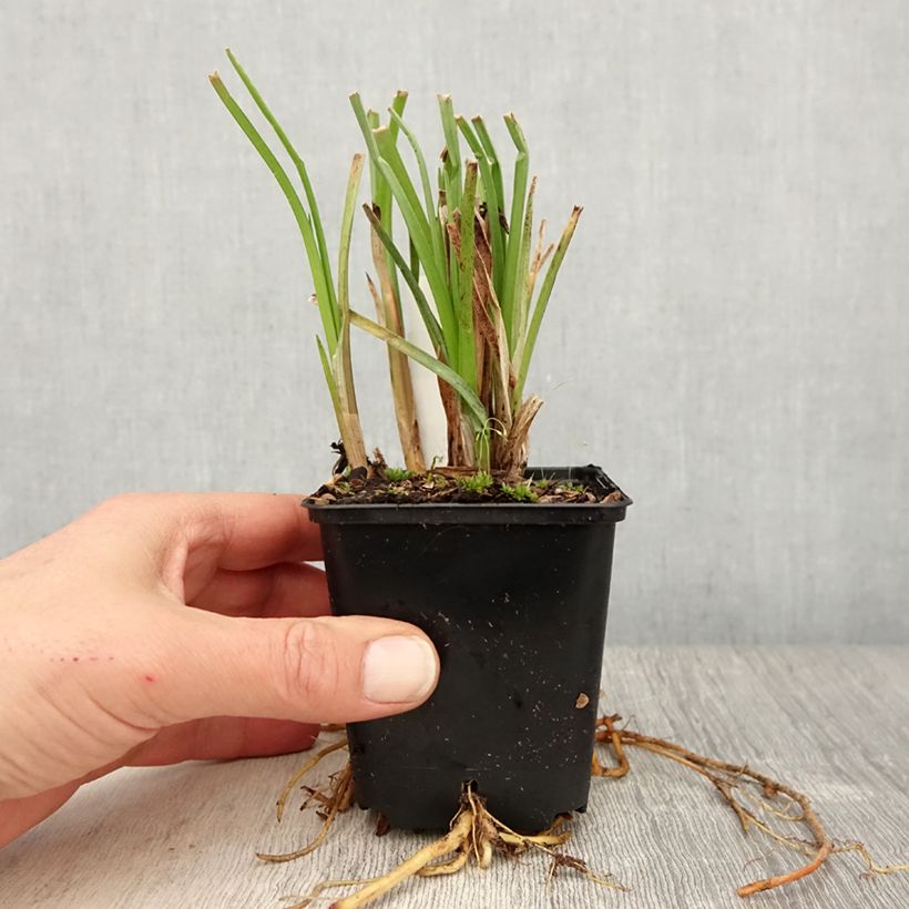 Example of Kniphofia Traffic Lights - Giglio della torcia Vasetto da 8/9 cm as you get in printemps