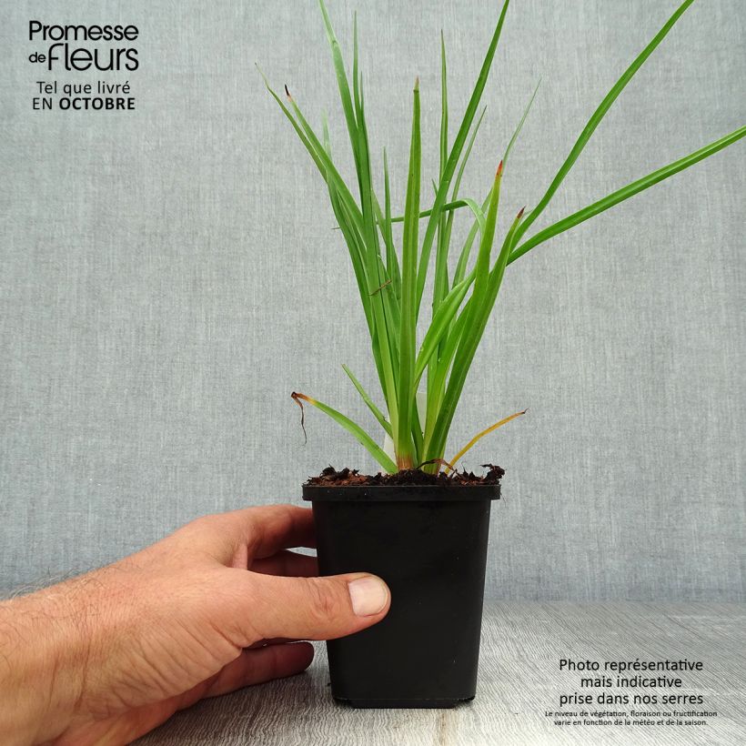 Esemplare di Kniphofia uvaria - Giglio della torcia Vasetto da 8/9 cm come consegnato in autunno