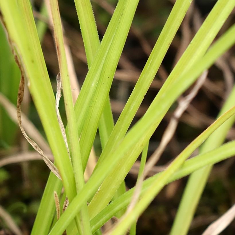 Kniphofia Wrexham Buttercup - Giglio della torcia (Foliage)