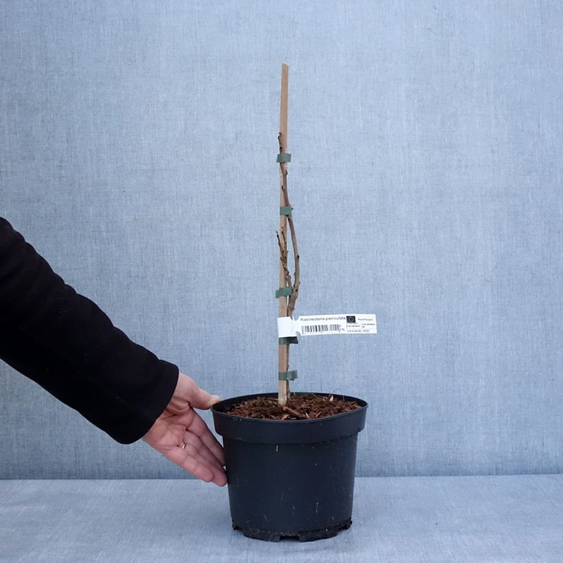 Koelreuteria paniculata - Savonnier de Chine Pot de 3L/4L esemplare consegnato in inverno
