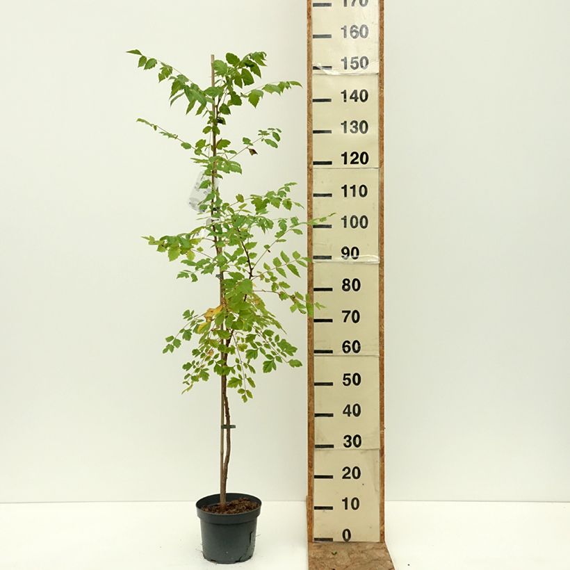 Esemplare di Koelreuteria paniculata - Albero della pioggia dorata Vaso da 7,5L/10L consegnato in estate