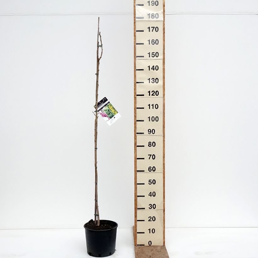 Koelreuteria paniculata - Albero della pioggia dorata Vaso da 7,5L/10L esemplare consegnato in inverno