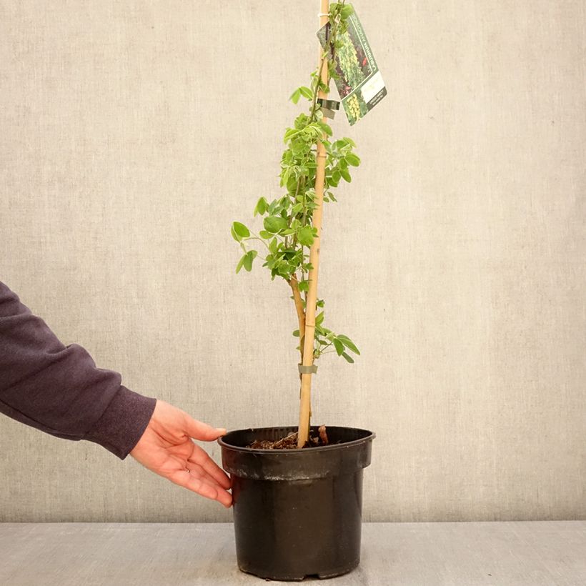 Laburnum anagyroides Yellow Rocket - Maggiociondolo comune Vaso da 4L/5L esemplare consegnato in primavera