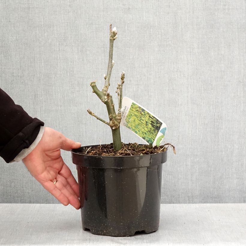 Example of Laburnum watereri Vossii - Maggiociondolo Vaso da 3L/4L as you get in printemps