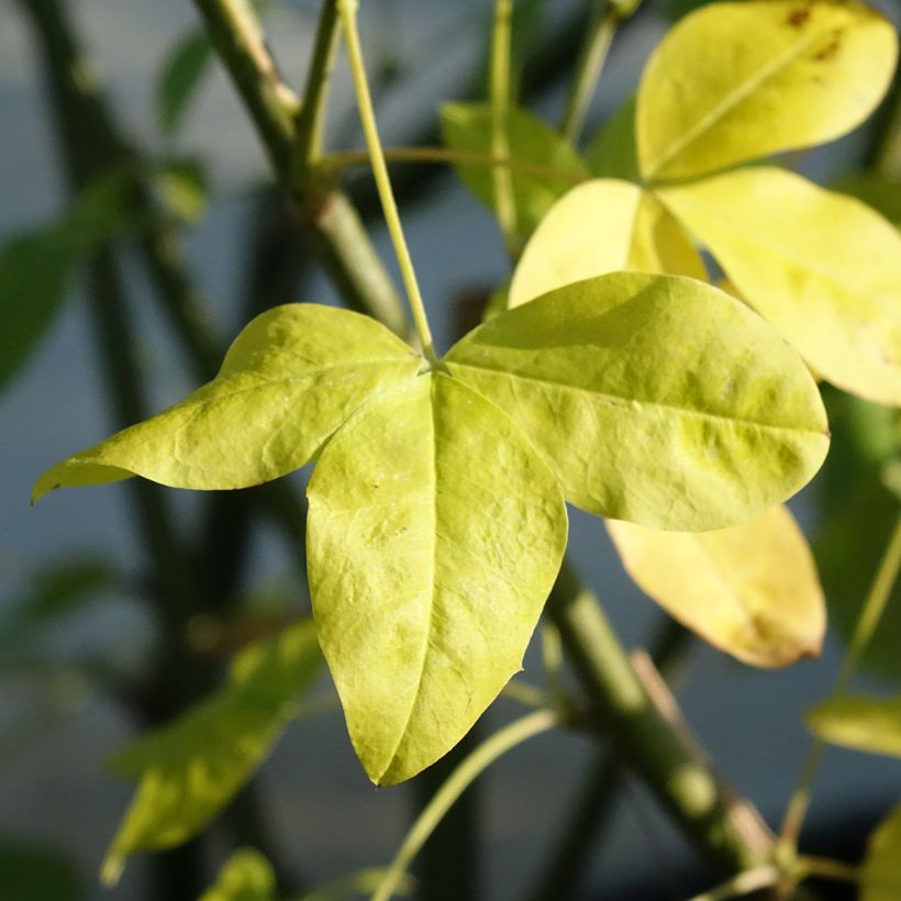Laburnum watereri Vossii - Maggiociondolo (Foliage)