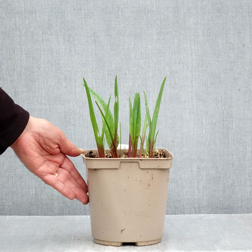 Esemplare di Lachenalia Rosabeth Vaso da 3L/4L come consegnato in autunno