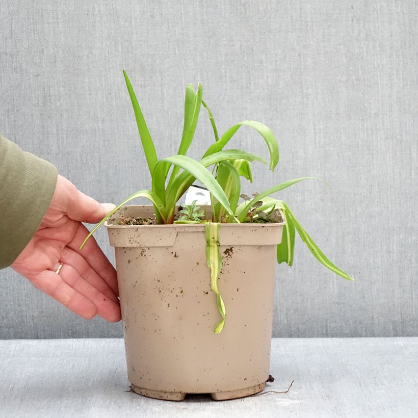 Lachenalia Rosabeth Vaso da 3L/4L esemplare consegnato in inverno