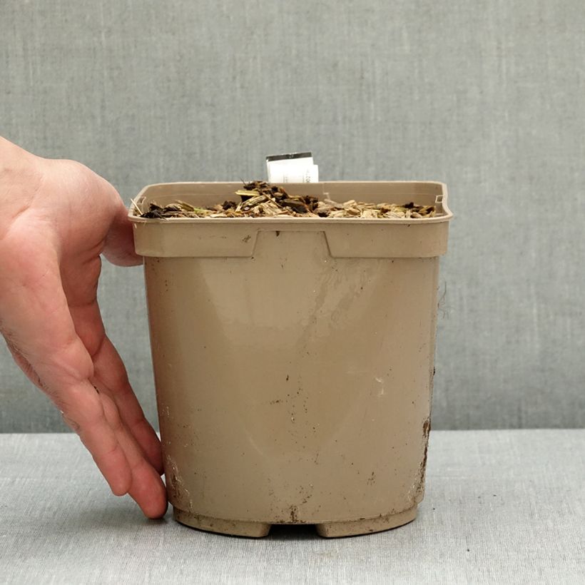 Lachenalia Rosabeth Vaso da 3L/4L esemplare consegnato in primavera