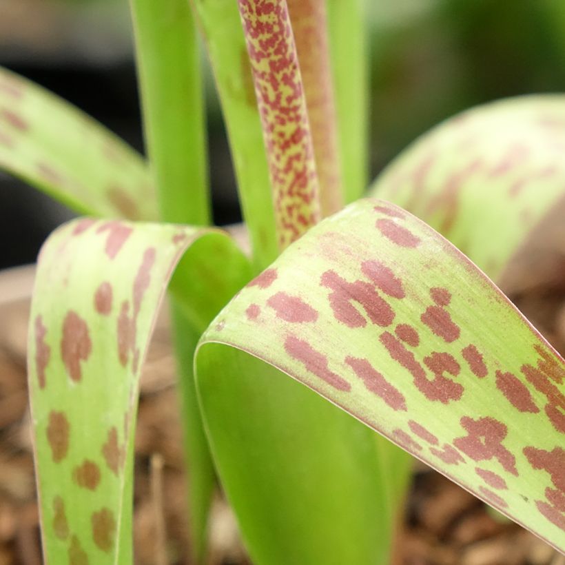 Lachenalia African Beauty Rupert (Foliage)