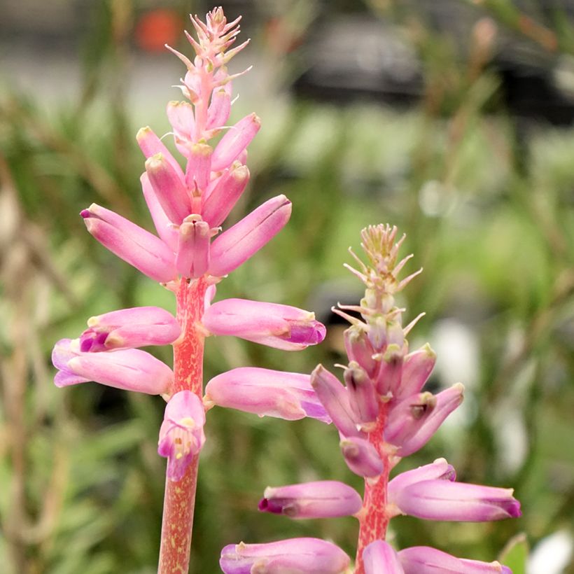 Lachenalia African Beauty Rupert (Flowering)