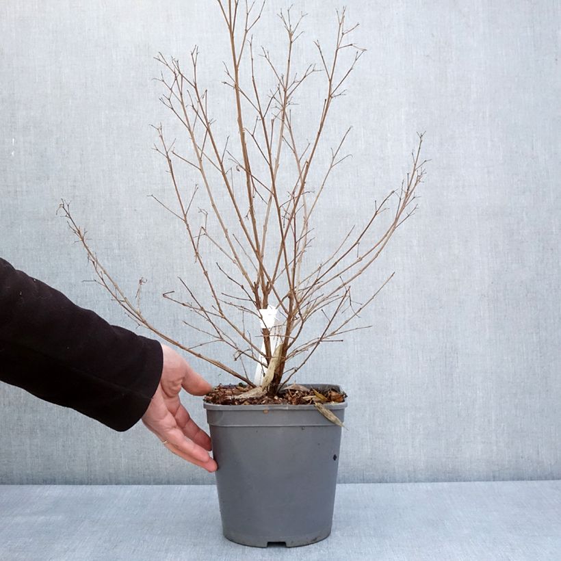 Example of Lagerstroemia Camaïeu d'Ete - Mirto crespo Vaso da 4L/5L as you get in printemps