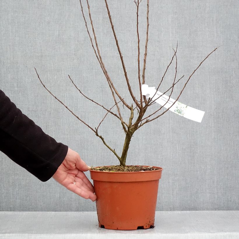 Lagerstroemia Enduring White - Mirto crespo Vaso da 3L/4L esemplare consegnato in primavera