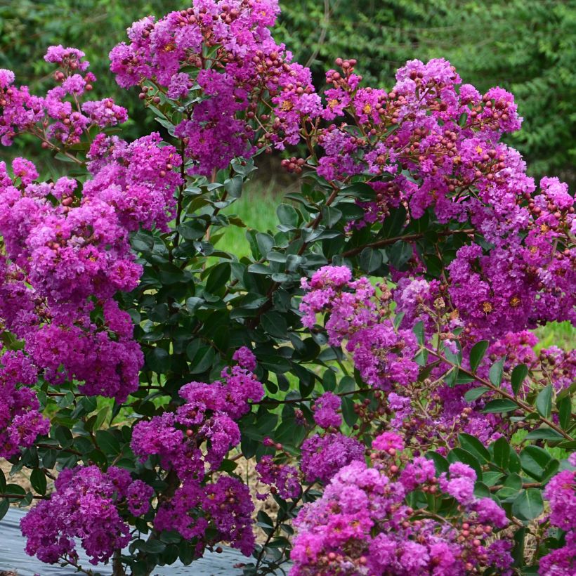 Lagerstroemia Violet d'Ete indyvio - Mirto crespo (Flowering)
