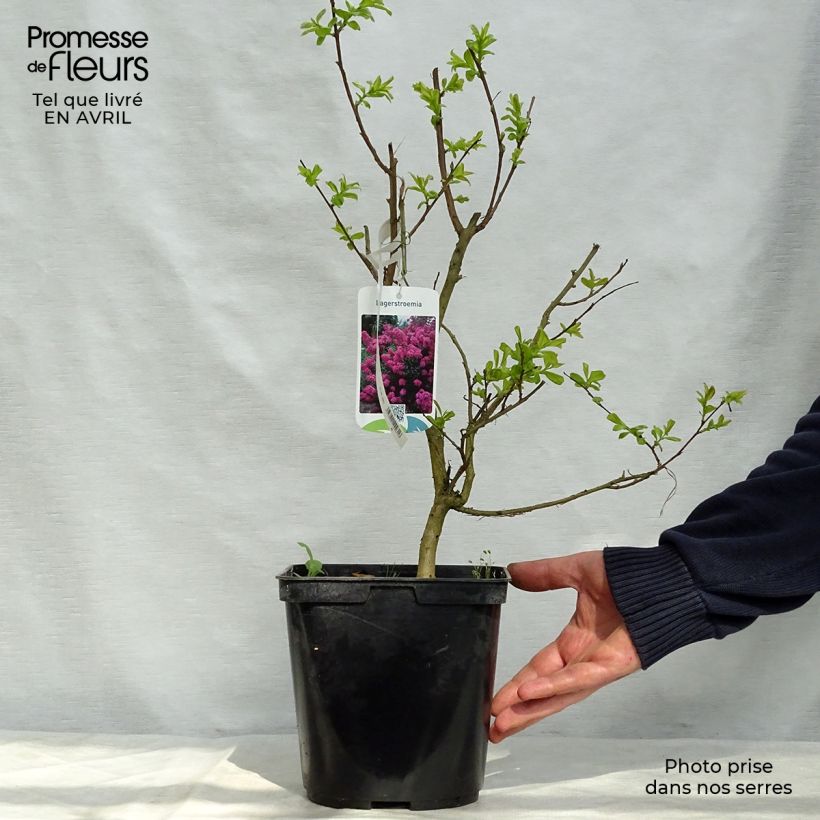 Example of Lagerstroemia Violet d'Ete indyvio - Mirto crespo Vaso da 3L/4L as you get in printemps
