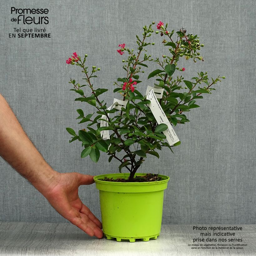 Esemplare di Lagerstroemia Bergerac - Mirto crespo Vaso da 3L/4L, A cespuglio come consegnato in autunno