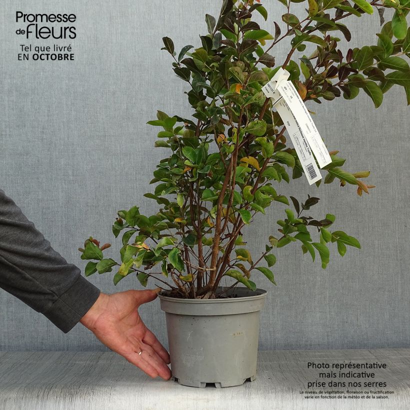 Esemplare di Lagerstroemia Berlingot Menthe - Mirto crespo Vaso da 3L/4L, A cespuglio come consegnato in autunno