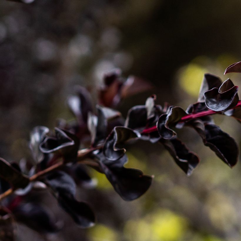 Lagerstroemia Black Diamond Lavender Lace - Mirto crespo (Foliage)