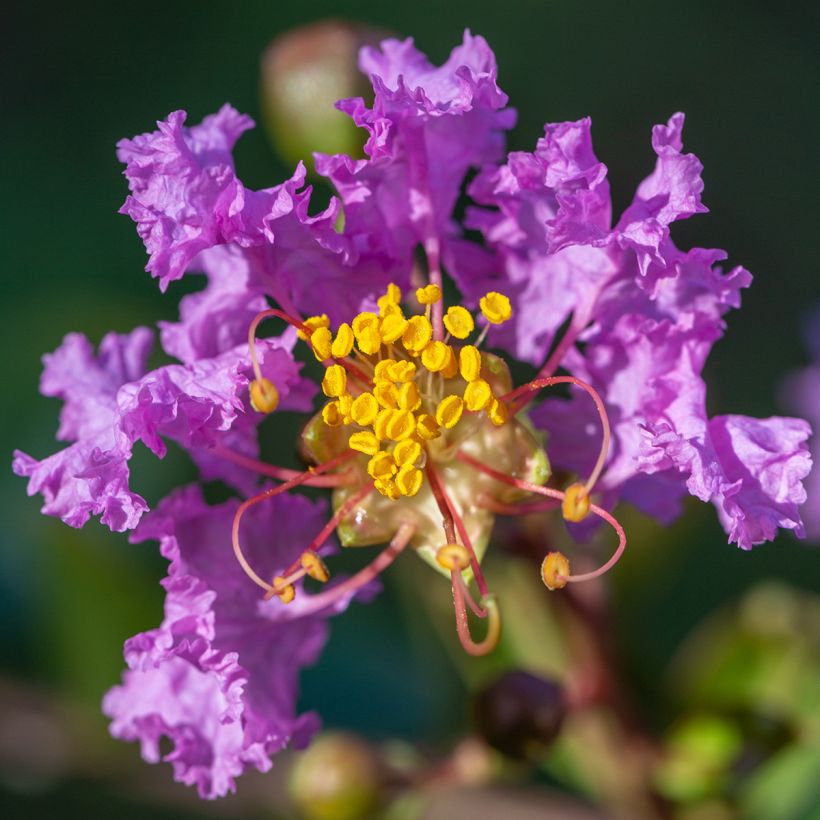 Lagerstroemia Black Diamond Lavender Lace - Mirto crespo (Flowering)