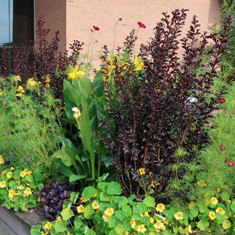 Lagerstroemia Black Diamond Lavender Lace - Mirto crespo (Plant habit)