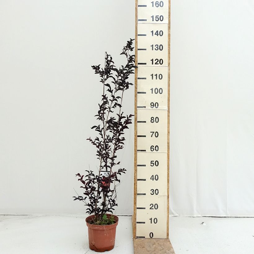 Esemplare di Lagerstroemia Black Solitaire Crimson Red - Mirto crespo Vaso da 3L/4L consegnato in estate