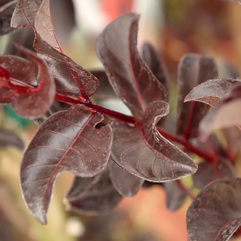 Lagerstroemia Black Solitaire Crimson Red - Mirto crespo (Fogliame)