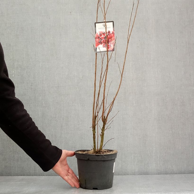 Lagerstroemia Black Solitaire Crimson Red - Mirto crespo Vaso da 3L/4L esemplare consegnato in inverno