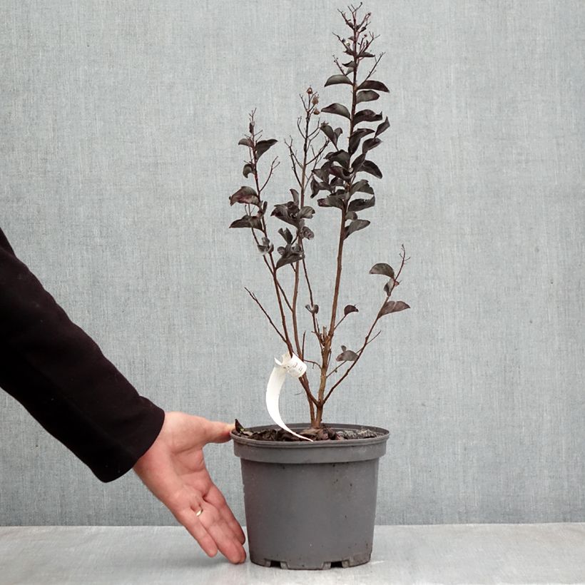 Esemplare di Lagerstroemia Black Solitaire Pure White - Mirto crespo Vaso da 3L/4L come consegnato in autunno
