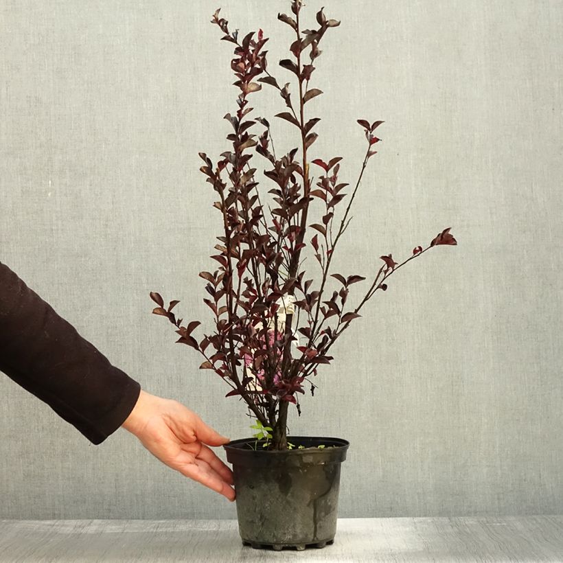 Esemplare di Lagerstroemia Black Solitaire Purely Purple - Mirto crespo Vaso da 3L/4L, A cespuglio come consegnato in autunno
