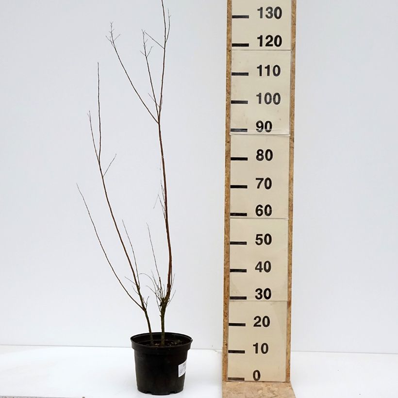 Example of Lagerstroemia Black Solitaire Red Hot - Mirto crespo Vaso da 4L/5L as you get in printemps