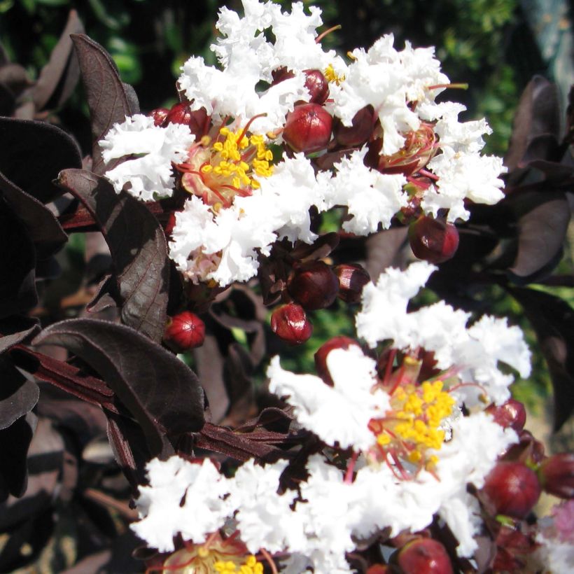 Lagerstroemia Black Solitaire Pure White - Mirto crespo (Flowering)