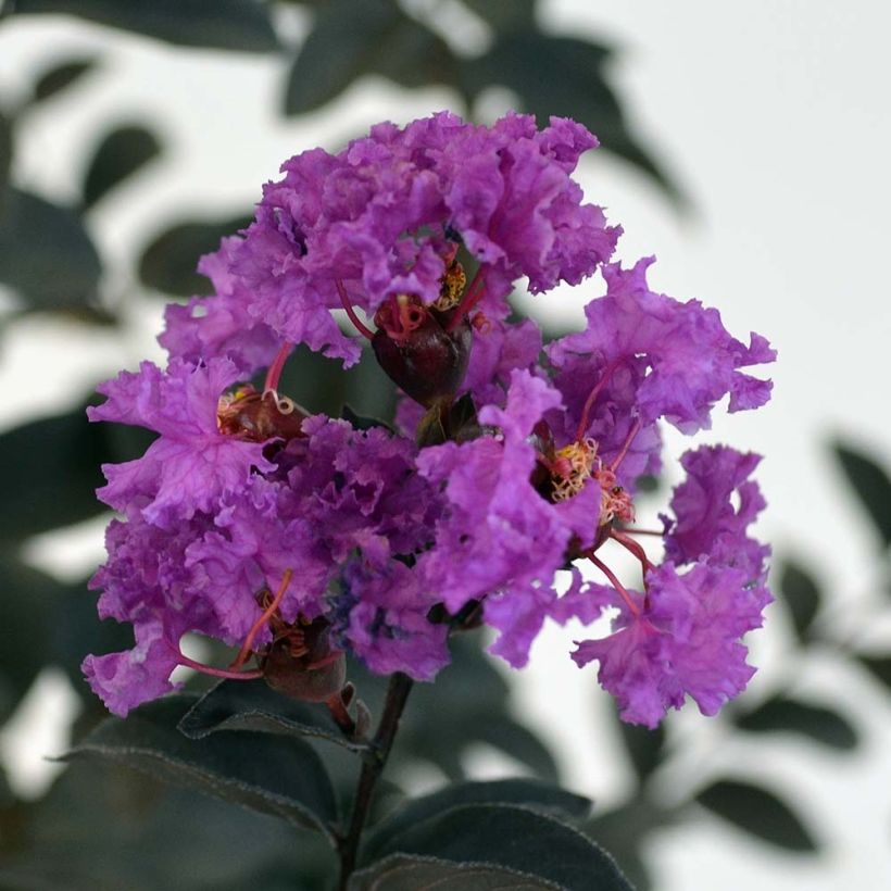 Lagerstroemia Black Solitaire Purely Purple - Mirto crespo (Flowering)