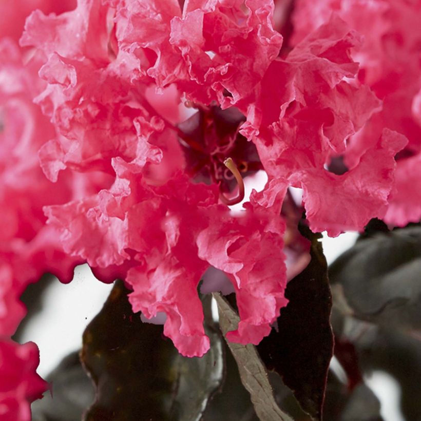 Lagerstroemia Black Solitaire Shell Pink - Mirto crespo (Flowering)