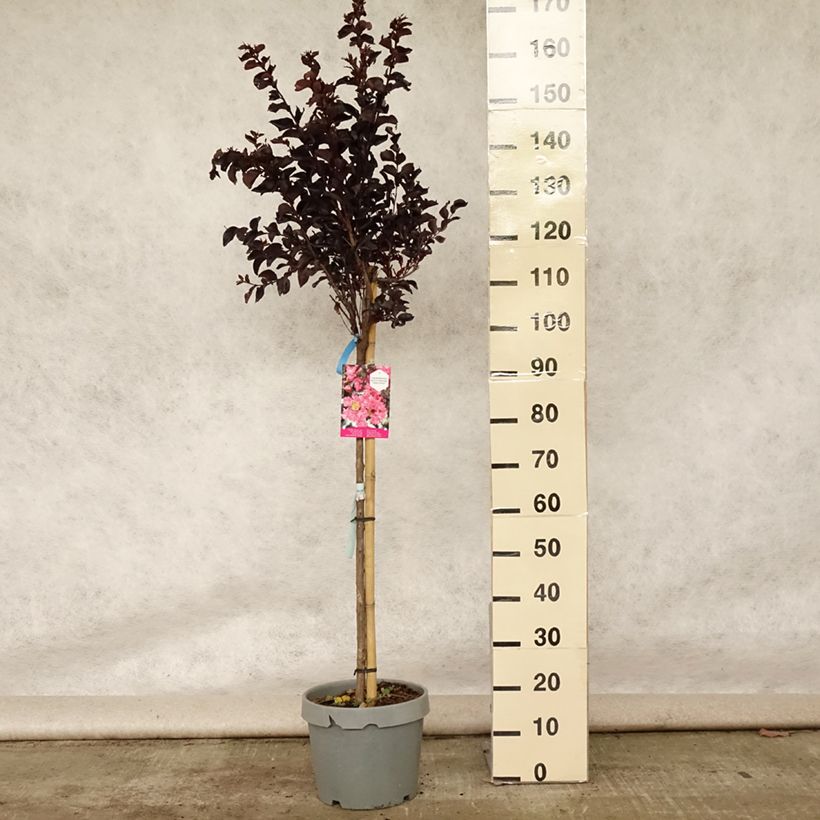 Esemplare di Lagerstroemia Black Solitaire Shell Pink - Mirto crespo Vaso da 7,5L/10L, Vaso impalcato medio consegnato in estate