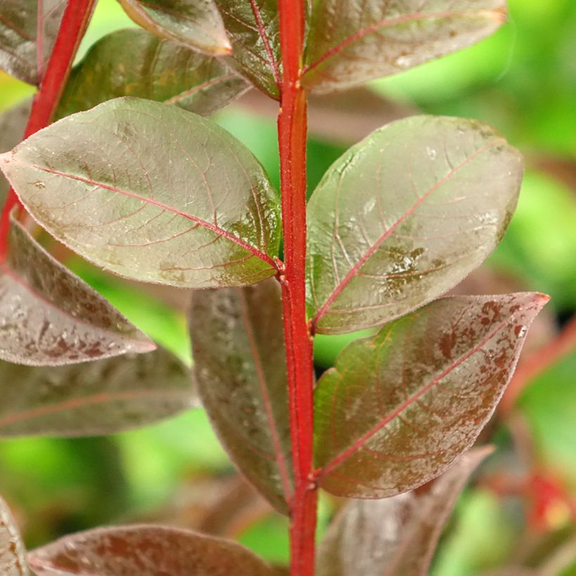 Lagerstroemia Black Solitaire Shell Pink - Mirto crespo (Foliage)