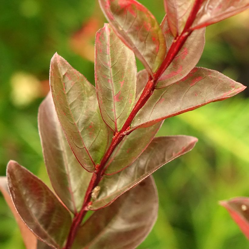 Lagerstroemia Black Solitaire Blush - Mirto crespo (Foliage)