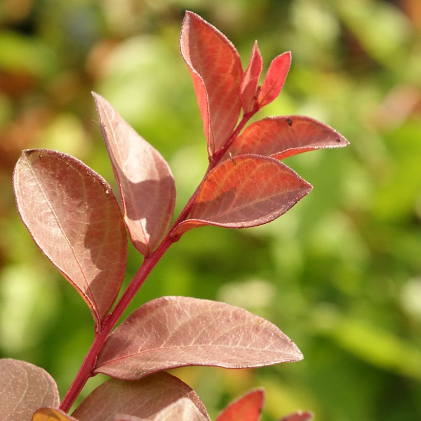 Lagerstroemia Cherry - Mirto crespo (Foliage)