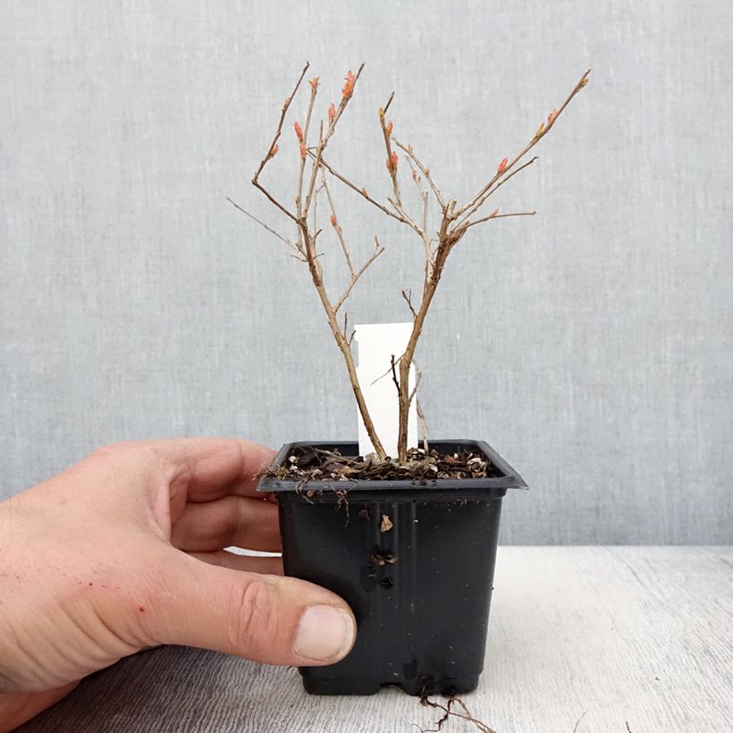 Example of Lagerstroemia Cherry - Mirto crespo Vasetto da 8/9 cm as you get in printemps