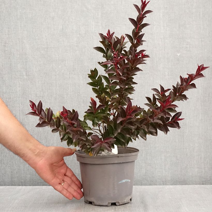 Esemplare di Lagerstroemia Play It Again Double Feature - Mirto crespo Vaso da 2L/3L consegnato in estate