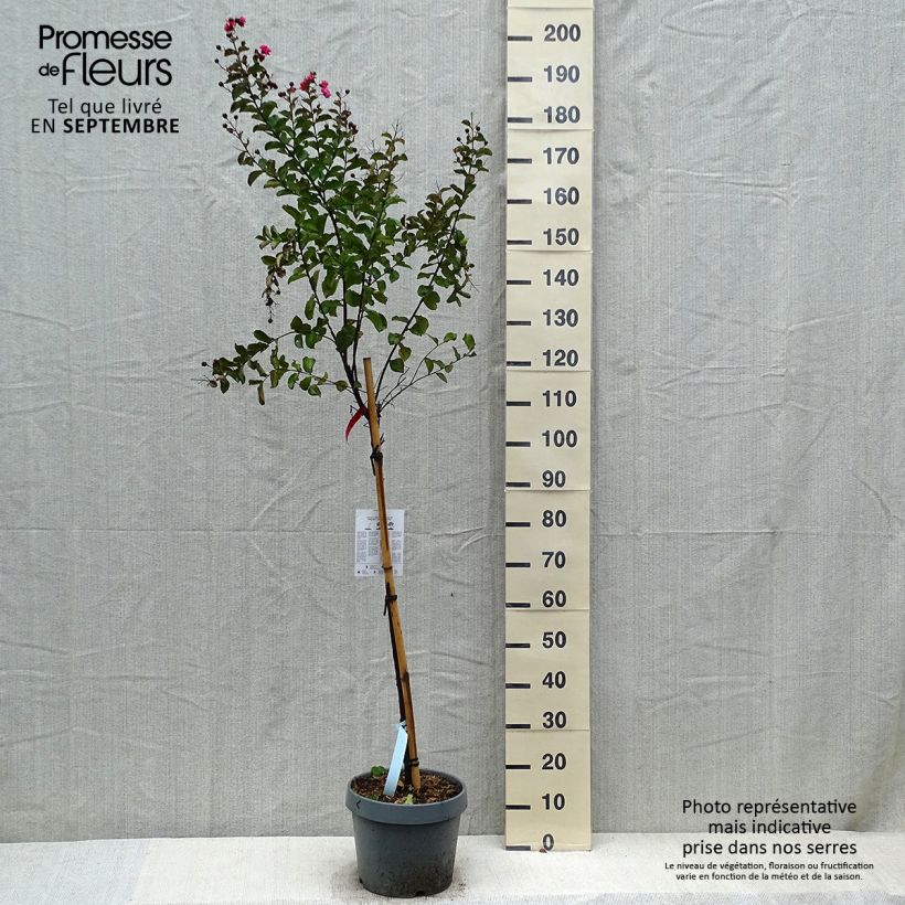 Esemplare di Lagerstroemia Dynamite - Mirto crespo Vaso da 7,5L/10L, Vaso impalcato come consegnato in autunno
