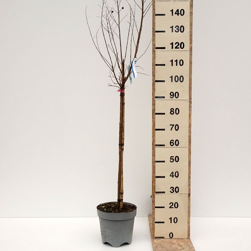 Lagerstroemia indica Dynamite  - Lilas des Indes Pot de 7,5L/10L, Tige esemplare consegnato in inverno