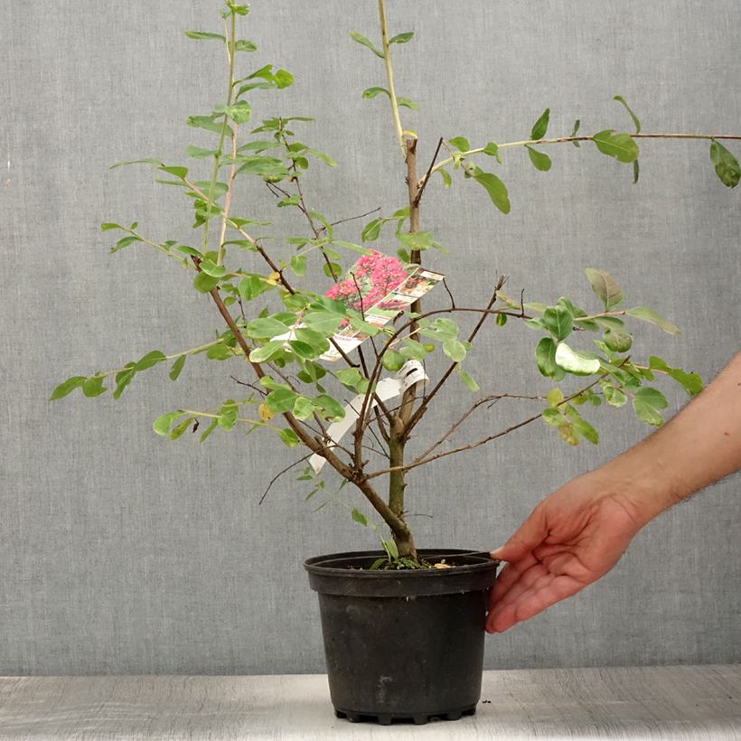 Esemplare di Lagerstroemia La Mousson - Mirto crespo Vaso da 3L/4L consegnato in estate