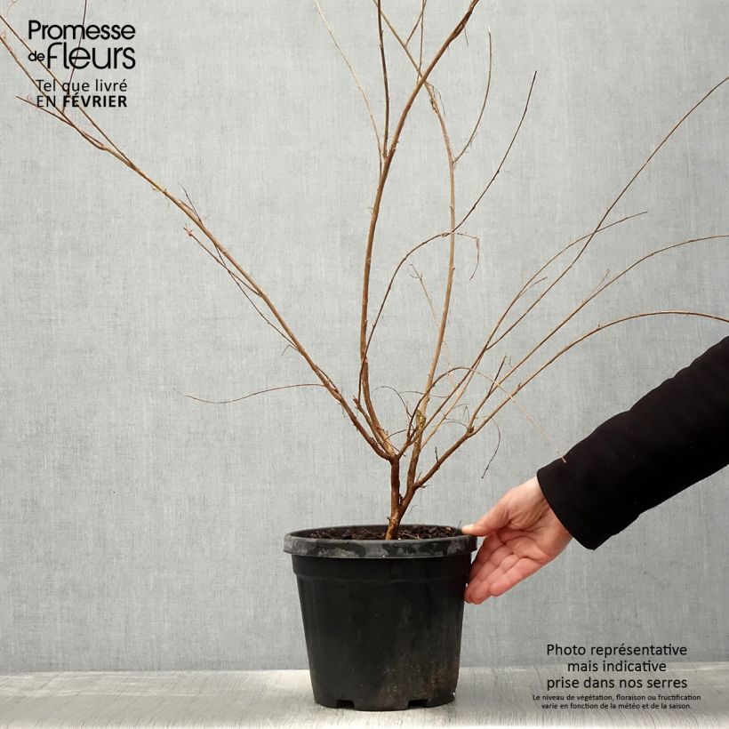 Lagerstroemia Nivea - Mirto crespo Vaso da 6L/7L, A cespuglio esemplare consegnato in inverno