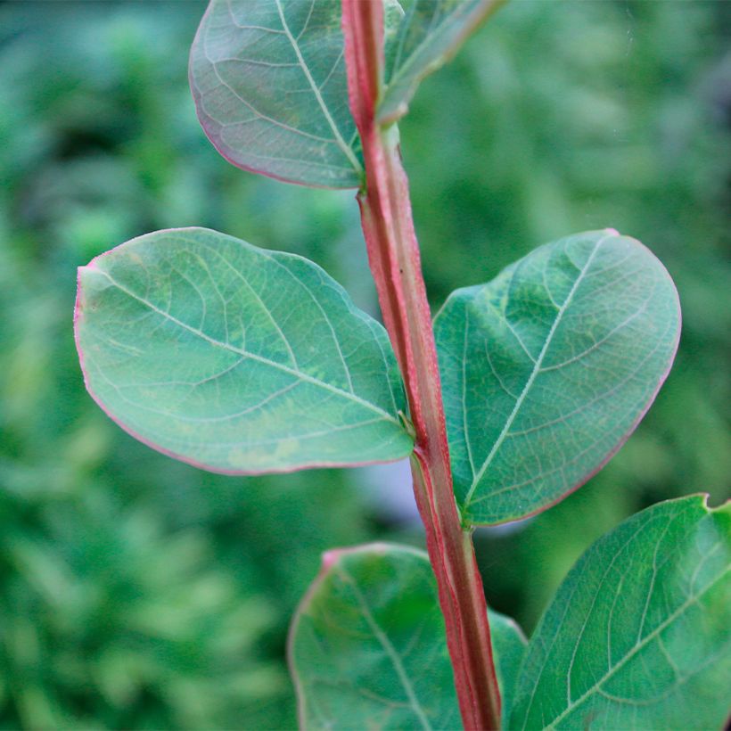 Lagerstroemia Petite Canaille mauve - Mirto crespo (Foliage)