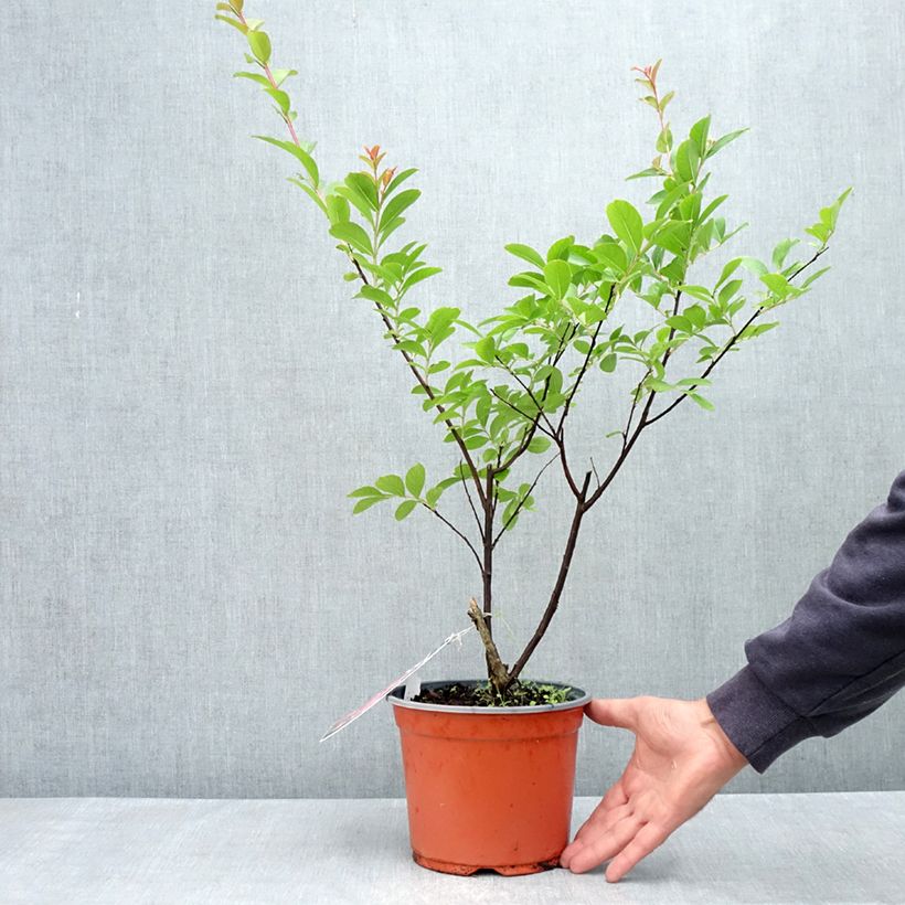 Example of Lagerstroemia Pink Grand Sud - Mirto crespo Vaso da 3L/4L, A cespuglio as you get in printemps