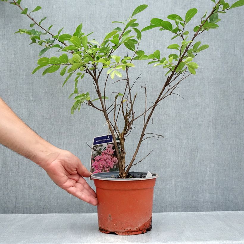 Esemplare di Lagerstroemia Pink Grand Sud - Mirto crespo Vaso da 3L/4L, A cespuglio consegnato in estate