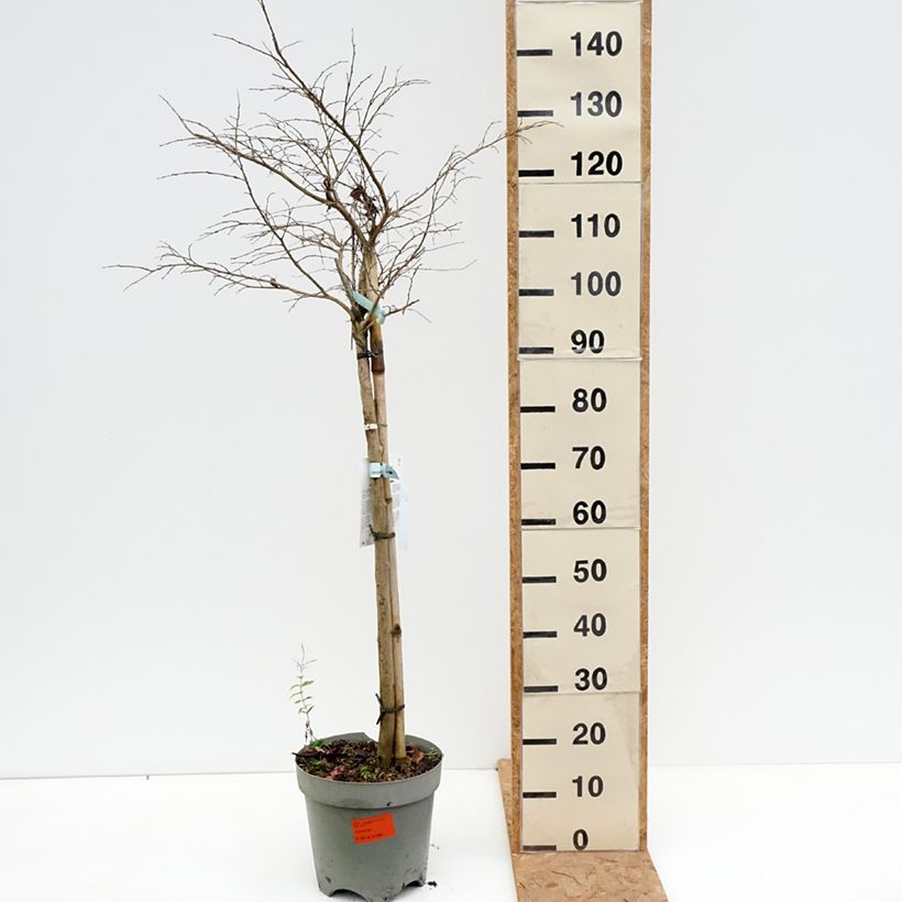 Esemplare di Lagerstroemia Pixie White - Mirto crespo Vaso da 7,5L/10L, Vaso impalcato medio come consegnato in autunno