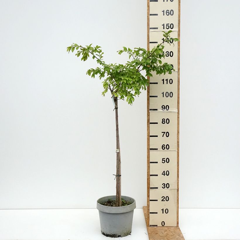 Esemplare di Lagerstroemia Pixie White - Mirto crespo Vaso da 7,5L/10L, Vaso impalcato medio consegnato in estate