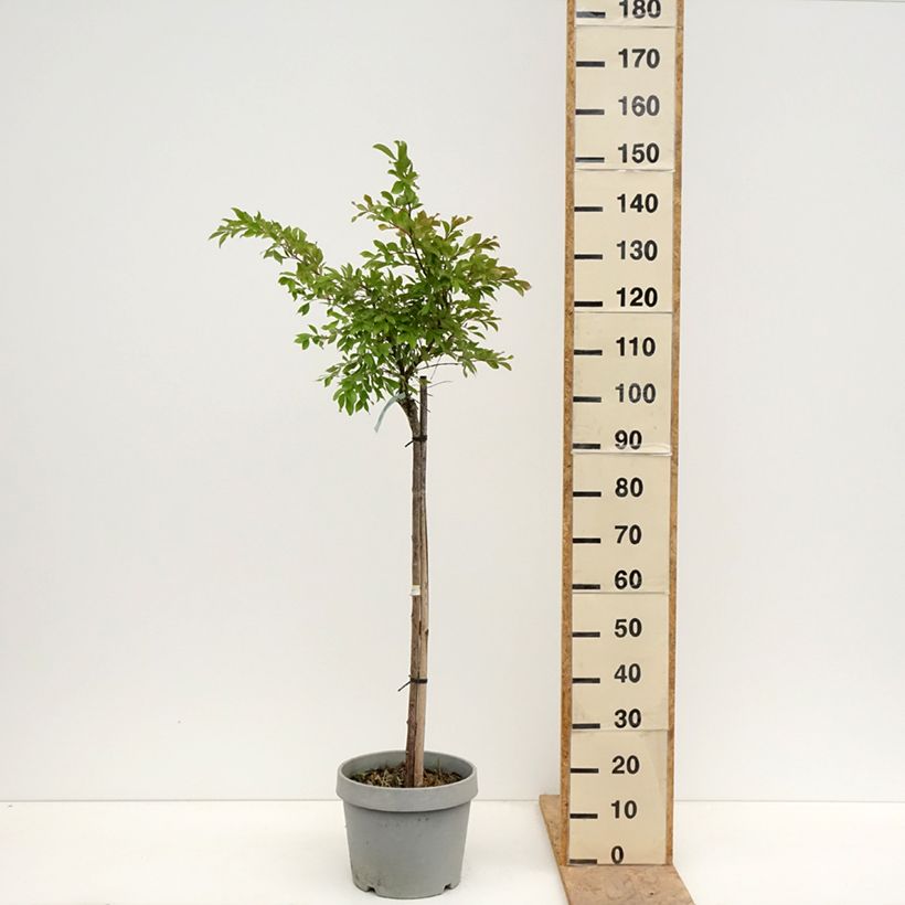 Example of Lagerstroemia Pixie White - Mirto crespo Vaso da 7,5L/10L, Vaso impalcato medio as you get in printemps