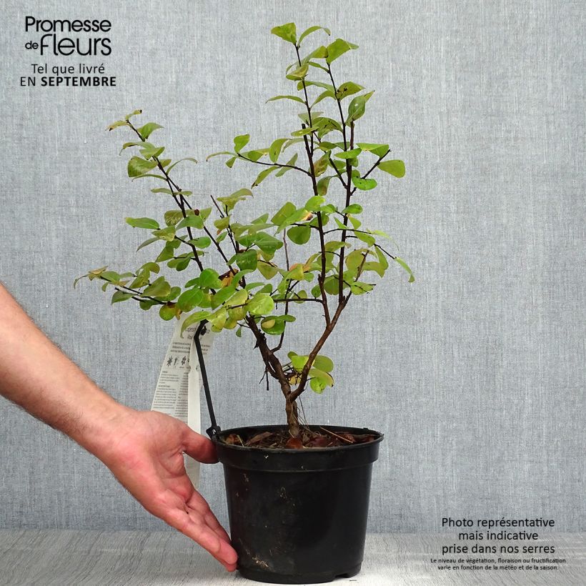 Esemplare di Lagerstroemia Rose Fuchsia - Mirto crespo Vaso da 3L/4L, A cespuglio come consegnato in autunno